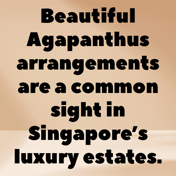 Agapanthus Captions Photo For Instagram-gKHmvu