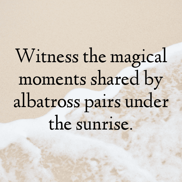 Albatross Captions Image For Instagram-hemX2f