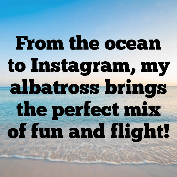Albatross Captions Photo For Instagram-j8lPlT
