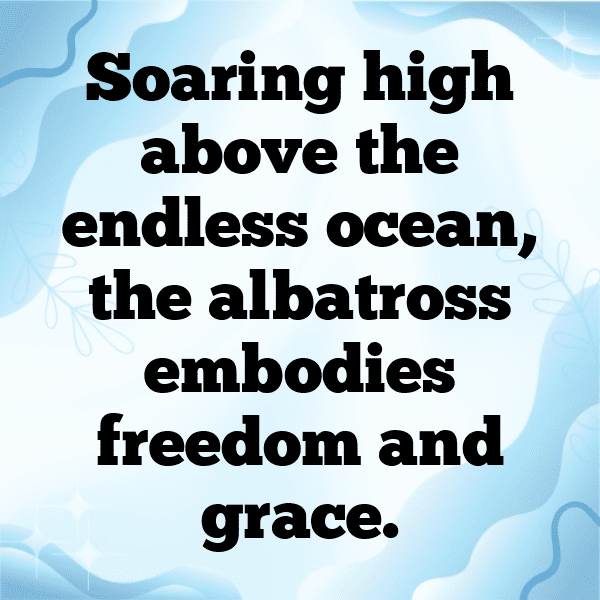 Albatross Captions Photo For Instagram-xFybl7
