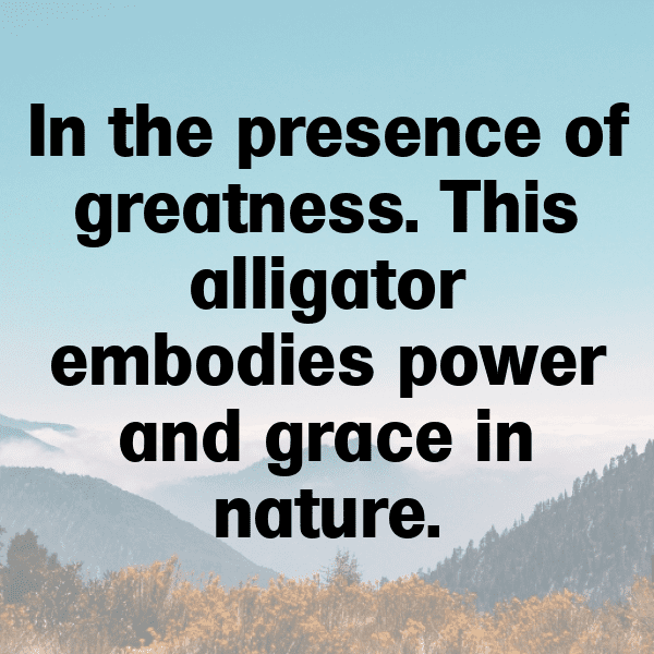 347+ Alligator Captions For Instagram (Short, Trending & Viral) 9 Alligator Captions Image For Instagram-BdCYTT