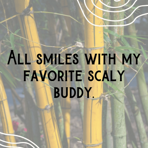 347+ Alligator Captions For Instagram (Short, Trending & Viral) 5 Alligator Captions Image For Instagram-ZfeEiu