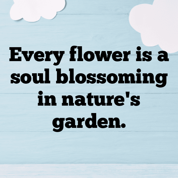 Allium Captions Photo For Instagram-vs11RX