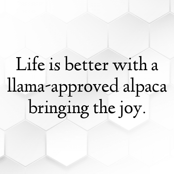 Alpaca Captions Image For Instagram-McZ5lr