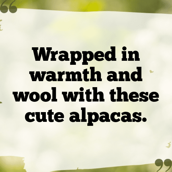 Alpaca Captions Photo For Instagram-Aztdi1