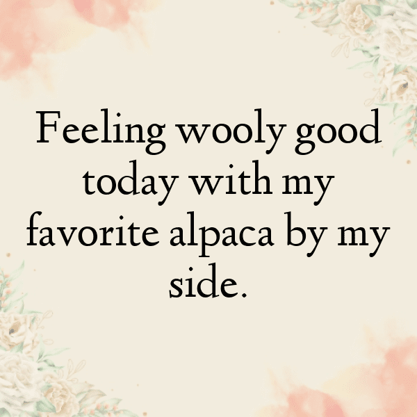 Alpaca Captions Photo For Instagram-i1X7IN