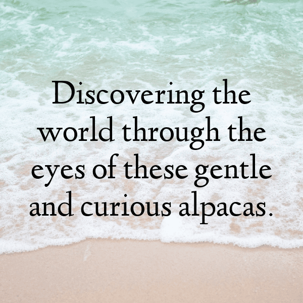 Alpaca Captions Photo For Instagram-y6yO8t