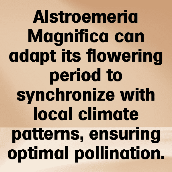 266+ Alstroemeria Captions For Instagram (Fresh & Trendy) 3 Alstroemeria Captions Image For Instagram-OiaGCN