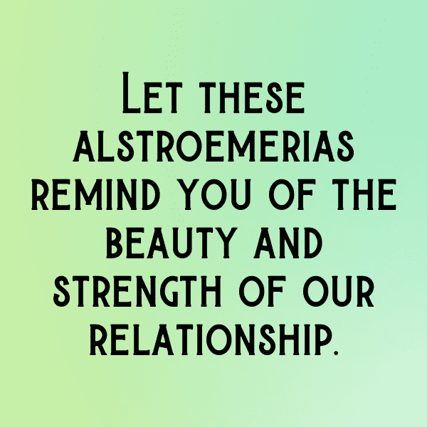 266+ Alstroemeria Captions For Instagram (Fresh & Trendy) 4 Alstroemeria Captions Photo For Instagram-kmoBBr