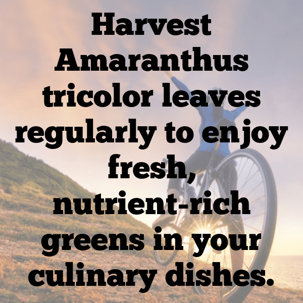233+ Amaranth Captions For Instagram (Trending, Funny & Top) 6 Amaranth Captions Photo For Instagram-u1buQ4