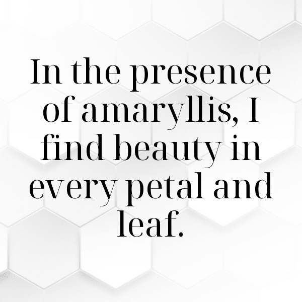 264+ Amaryllis Captions For Instagram (Short, Trending & Viral) 4 Amaryllis Captions Image For Instagram-FGeJjL