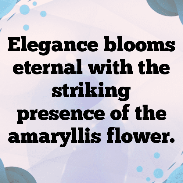 264+ Amaryllis Captions For Instagram (Short, Trending & Viral) 5 Amaryllis Captions Image For Instagram-qxNdxu