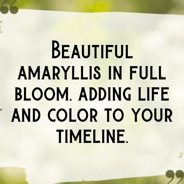 264+ Amaryllis Captions For Instagram (Short, Trending & Viral) 7 Amaryllis Captions Photo For Instagram-chTUJc