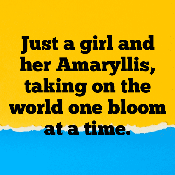 264+ Amaryllis Captions For Instagram (Short, Trending & Viral) 6 Amaryllis Captions Photo For Instagram-XGwcjT