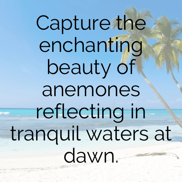 Anemone Captions Image For Instagram-dV5k2r