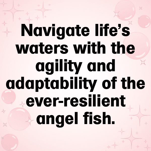 293+ Angelfish Captions For Instagram (Trending, Funny & Top) 11 Angelfish Captions Image For Instagram-irFp1X