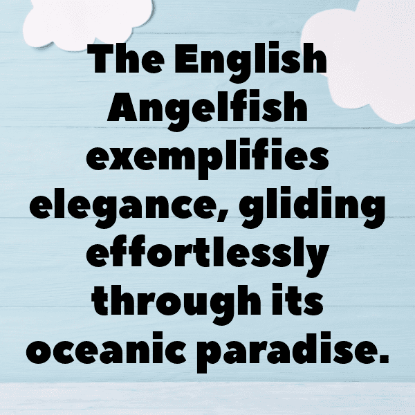 293+ Angelfish Captions For Instagram (Trending, Funny & Top) 5 Angelfish Captions Image For Instagram-lU1vlg