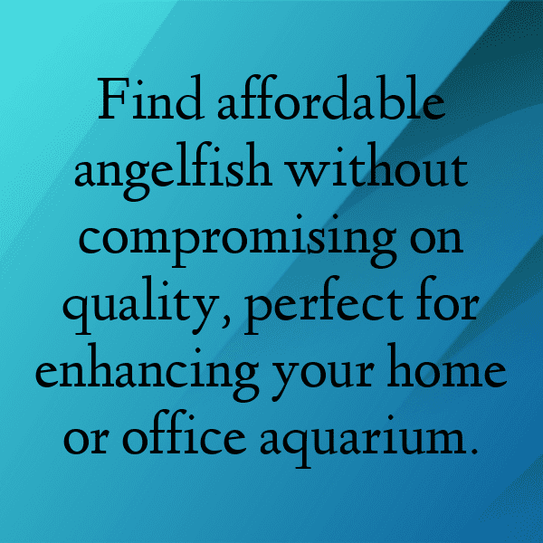 293+ Angelfish Captions For Instagram (Trending, Funny & Top) 12 Angelfish Captions Photo For Instagram-IYPBsB