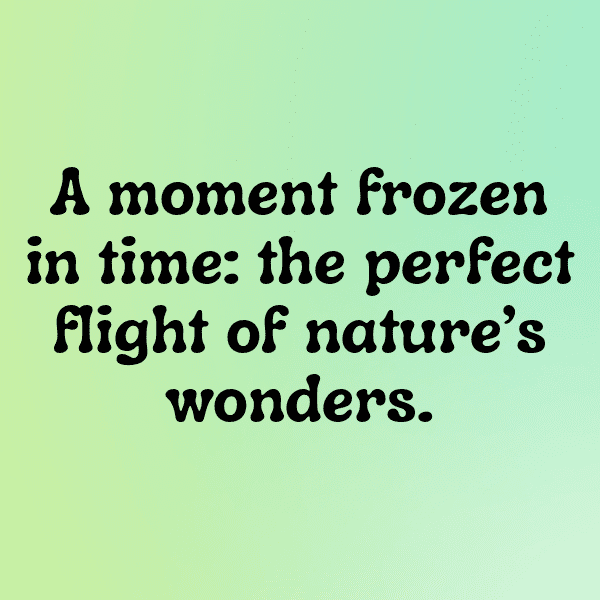 232+ Angry Birds Captions for Instagram (Best, Funny & Short) 13 Angry Birds Captions Image for Instagram-3VsU9X