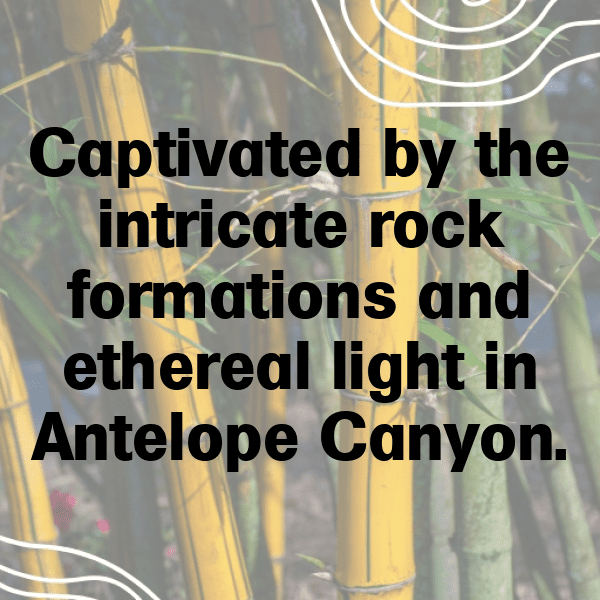 249+ Antelope Captions For Instagram (Fresh & Trendy) 10 Antelope Captions Image For Instagram-cfE0Do