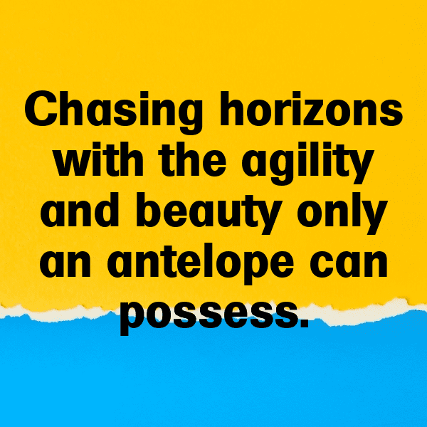 249+ Antelope Captions For Instagram (Fresh & Trendy) 12 Antelope Captions Image For Instagram-yEagfq