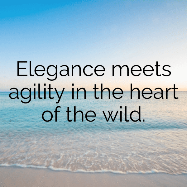 249+ Antelope Captions For Instagram (Fresh & Trendy) 7 Antelope Captions Photo For Instagram-c5VKdt