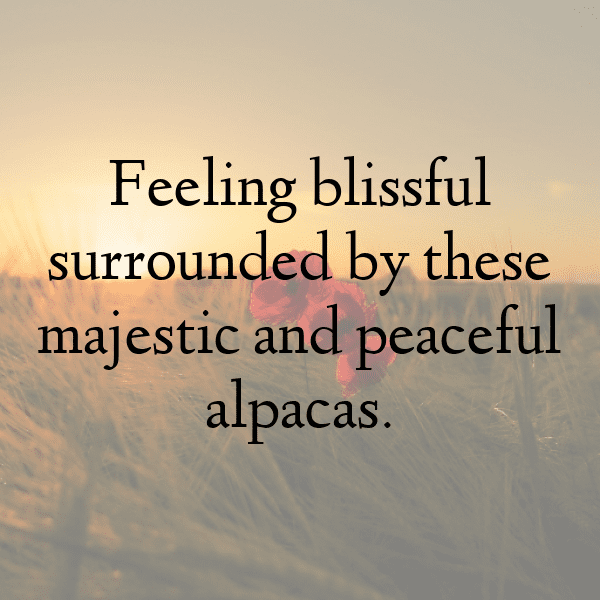 249+ Antelope Captions For Instagram (Fresh & Trendy) 8 Antelope Captions Photo For Instagram-i3SeAL