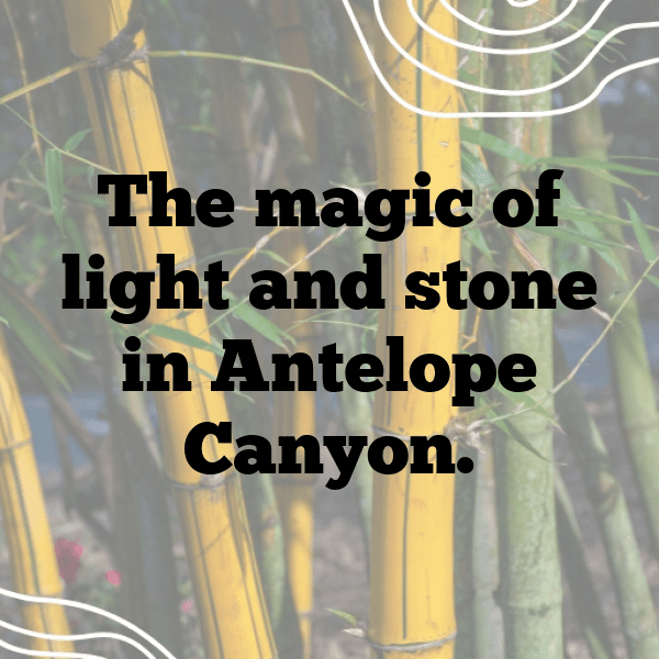 249+ Antelope Captions For Instagram (Fresh & Trendy) 13 Antelope Captions Photo For Instagram-sKgOzr