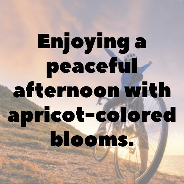 Apricot Captions Image For Instagram-kl5tJO