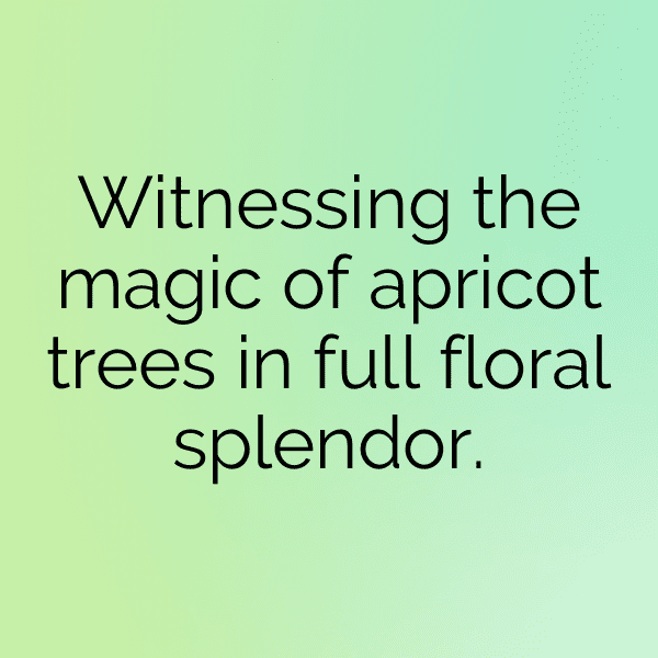 Apricot Captions Photo For Instagram-v5nLom