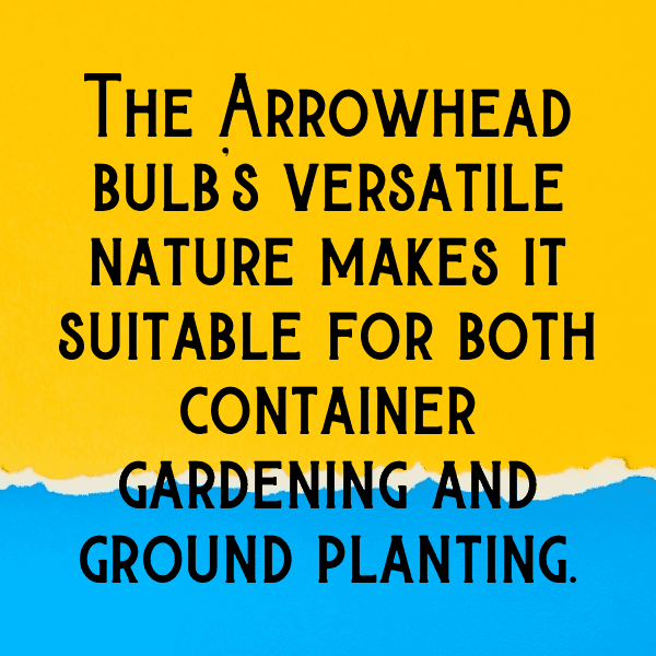 267+ Arrowhead Captions For Instagram In 2025 12 Arrowhead Captions Photo For Instagram-MVYWLH