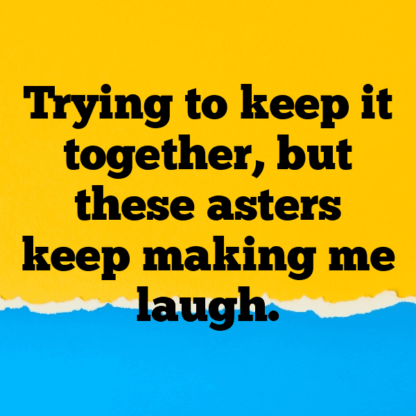 Aster Captions Image For Instagram-enXXnY