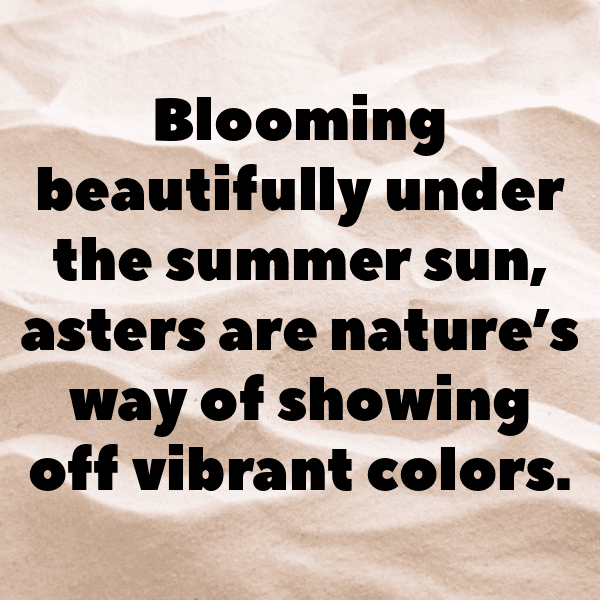 Aster Captions Photo For Instagram-03f6kU