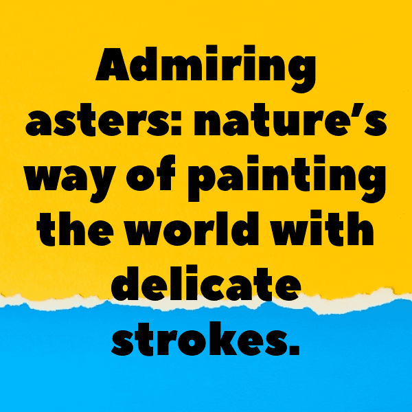 Aster Captions Photo For Instagram-mGmXnZ