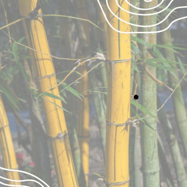 Athletics Captions Photo for Instagram-YoA41t