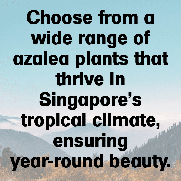 227+ Azalea Captions For Instagram (Trending, Funny & Top) 16 Azalea Captions Image For Instagram-2fCebN