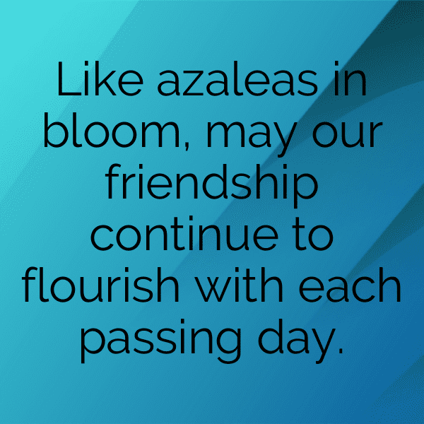 227+ Azalea Captions For Instagram (Trending, Funny & Top) 17 Azalea Captions Image For Instagram-n3mxkl