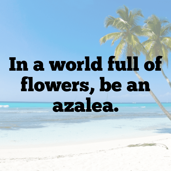 227+ Azalea Captions For Instagram (Trending, Funny & Top) 4 Azalea Captions Photo For Instagram-PIbm2B