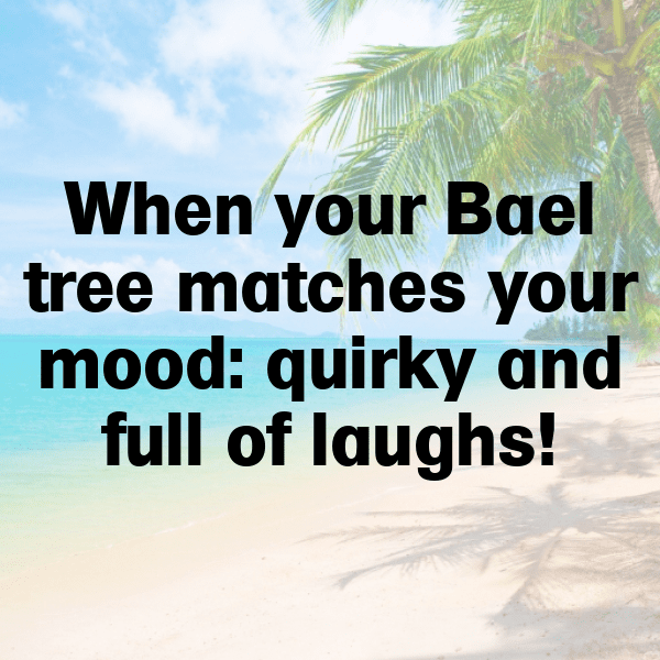 305+ Bael Captions For Instagram (Trending, Funny & Top) 3 Bael Captions Image For Instagram-PymDzT