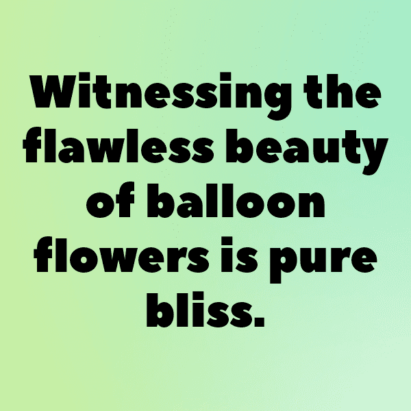 Balloon Flower Captions Image For Instagram-uNeA0Q