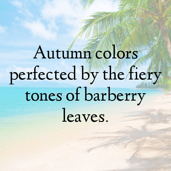 Barberry Captions Photo For Instagram-Pc9uN0