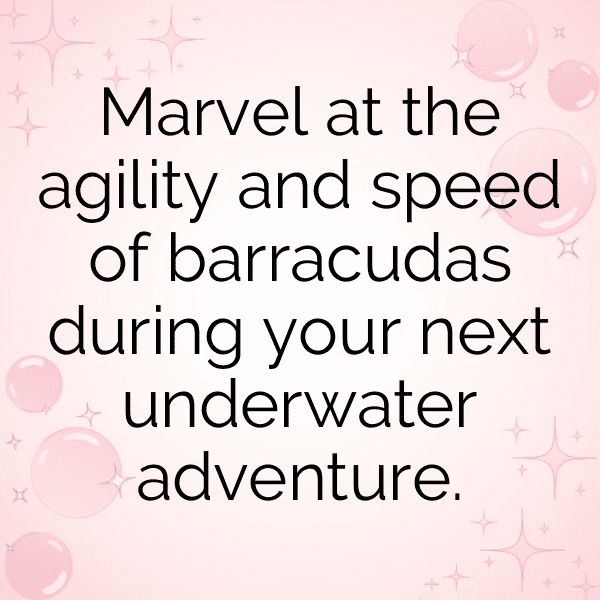 290+ Barracuda Captions For Instagram (Best, Funny & Short) 10 Barracuda Captions Photo For Instagram-d6VkPU