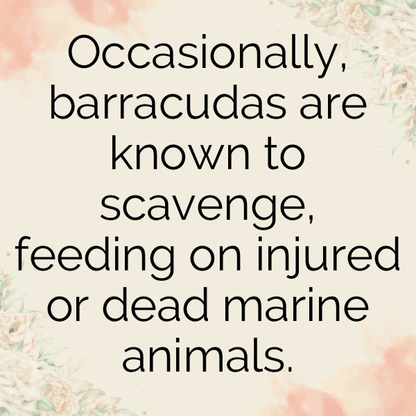 290+ Barracuda Captions For Instagram (Best, Funny & Short) 6 Barracuda Captions Photo For Instagram-RYPFSQ