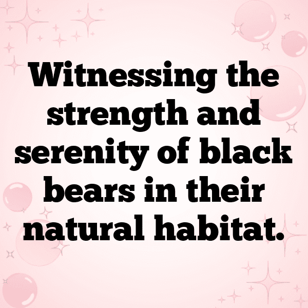 250+ Bear Captions For Instagram In 2025 5 Bear Captions Image For Instagram-G19XX4