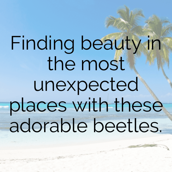 Beetle Captions Photo For Instagram-JreJ1q