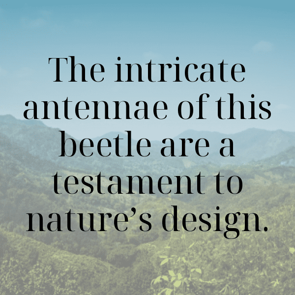 Beetle Captions Photo For Instagram-qMg0Pv