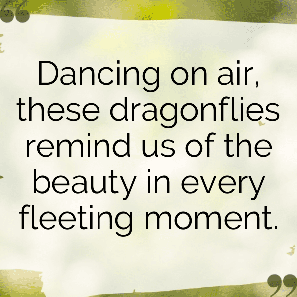 Beetle Captions Photo For Instagram-Z2LL1b