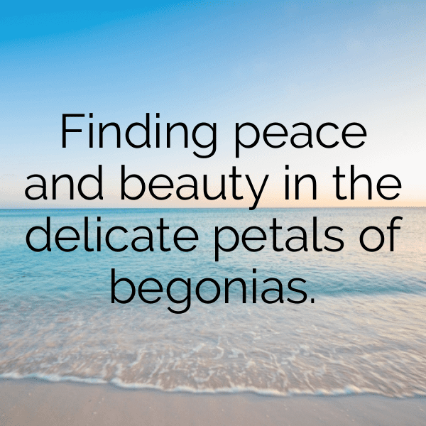 Begonia Captions Photo For Instagram-jJMras