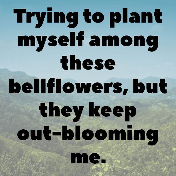 252+ Bellflower Captions For Instagram (Short, Trending & Viral) 5 Bellflower Captions Photo For Instagram-etsOmB