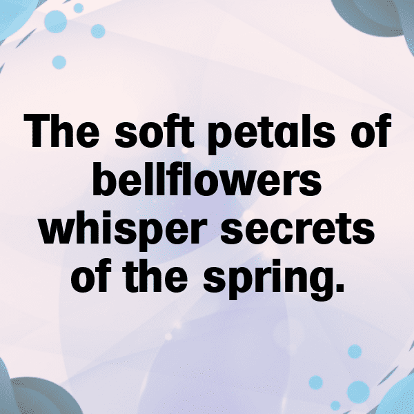 252+ Bellflower Captions For Instagram (Short, Trending & Viral) 6 Bellflower Captions Photo For Instagram-H2Fpvc